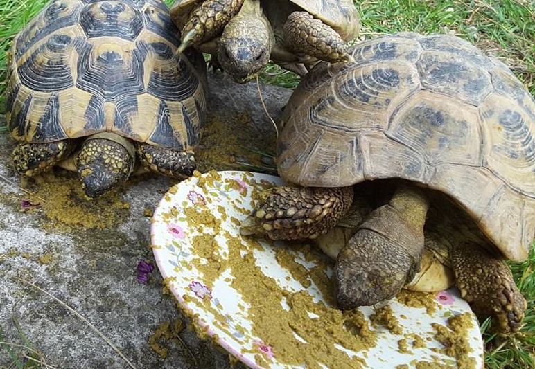 Ein natürliches Entwurmungsmittel für Schildkröten ...