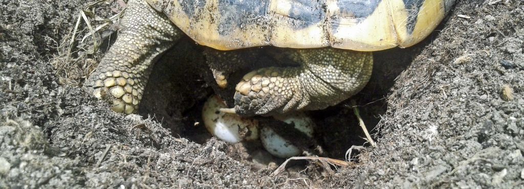 Der Wert Einer Griechischen Landschildkrote Eine Antwort Testudowelt